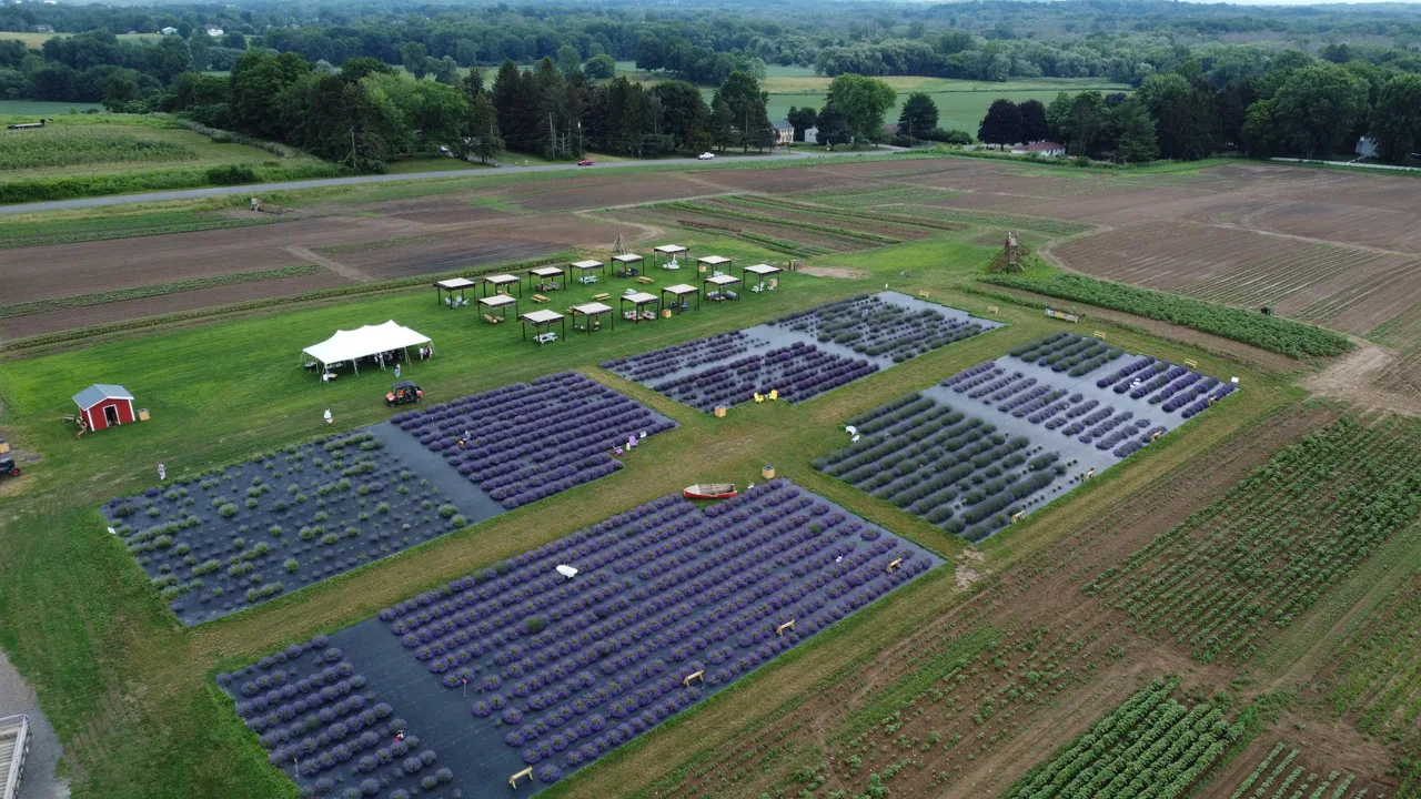 Aerial view of a lavender field from Brandon’s photography and film archive